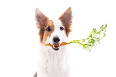 Acheter des légumes pour un chien