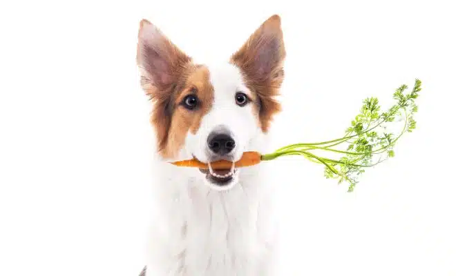 Acheter des légumes pour un chien