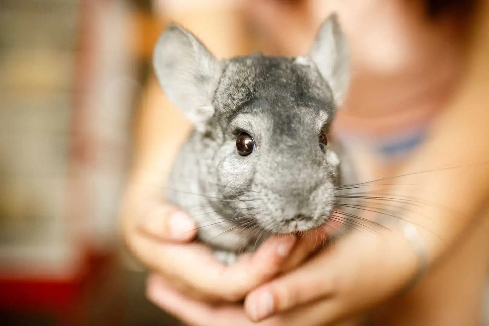 petits animaux de compagnie facile à entretenir