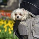 sac à dos pour chien