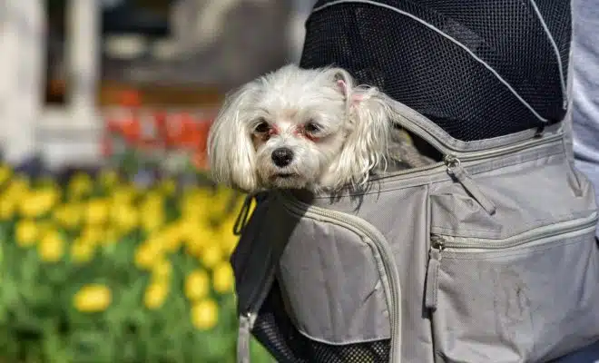 sac à dos pour chien