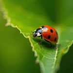 Coccinelle rouge sur une feuille verte en macro