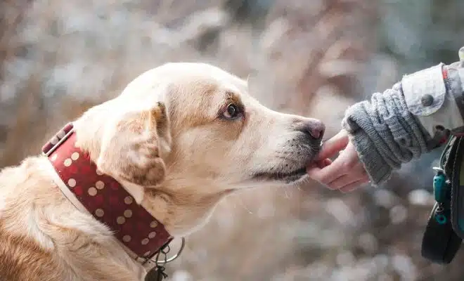 Comment assurer le bien-être de votre chien ?