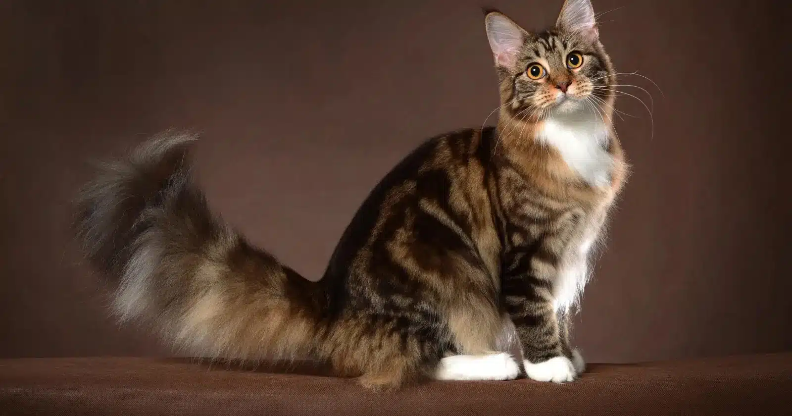 maine Coon