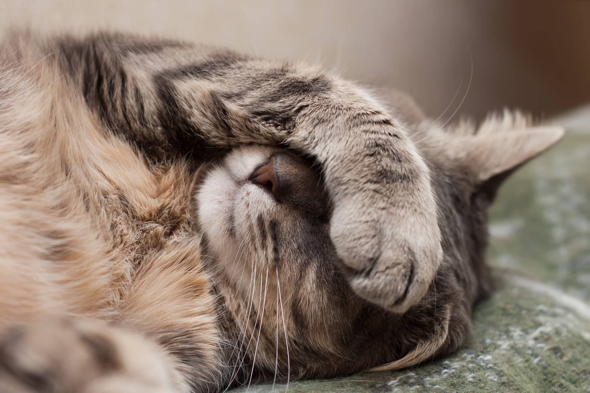chat fait du bruit en dormant chat fait du bruit en dormant