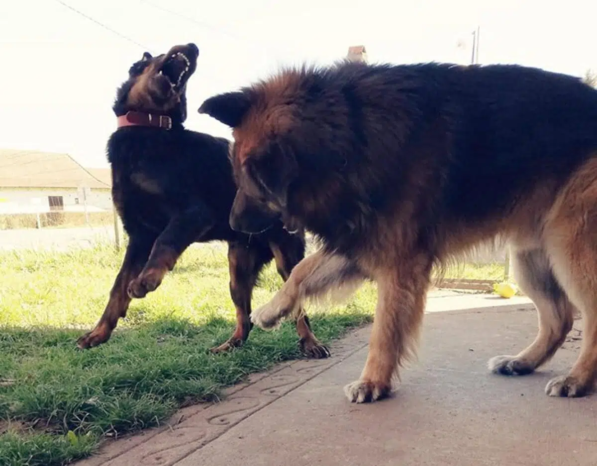 Soigner un chien mordu par un chien