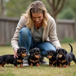 Femme avec chiots dachshund dans un enclos rural