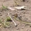 brown snake on dirt