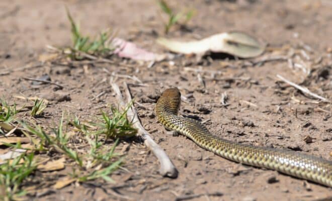 brown snake on dirt