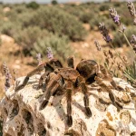 Mygale poilue reposant sur un rocher calcaire en garrigue provençale entourée de lavande et thym sauvage séchés