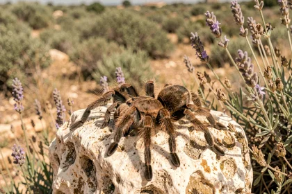 Mygale poilue reposant sur un rocher calcaire en garrigue provençale entourée de lavande et thym sauvage séchés