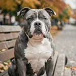 Pocket American Bully bleu et blanc assis sur un banc de parc en automne, regardant l'objectif avec une expression calme et confiante