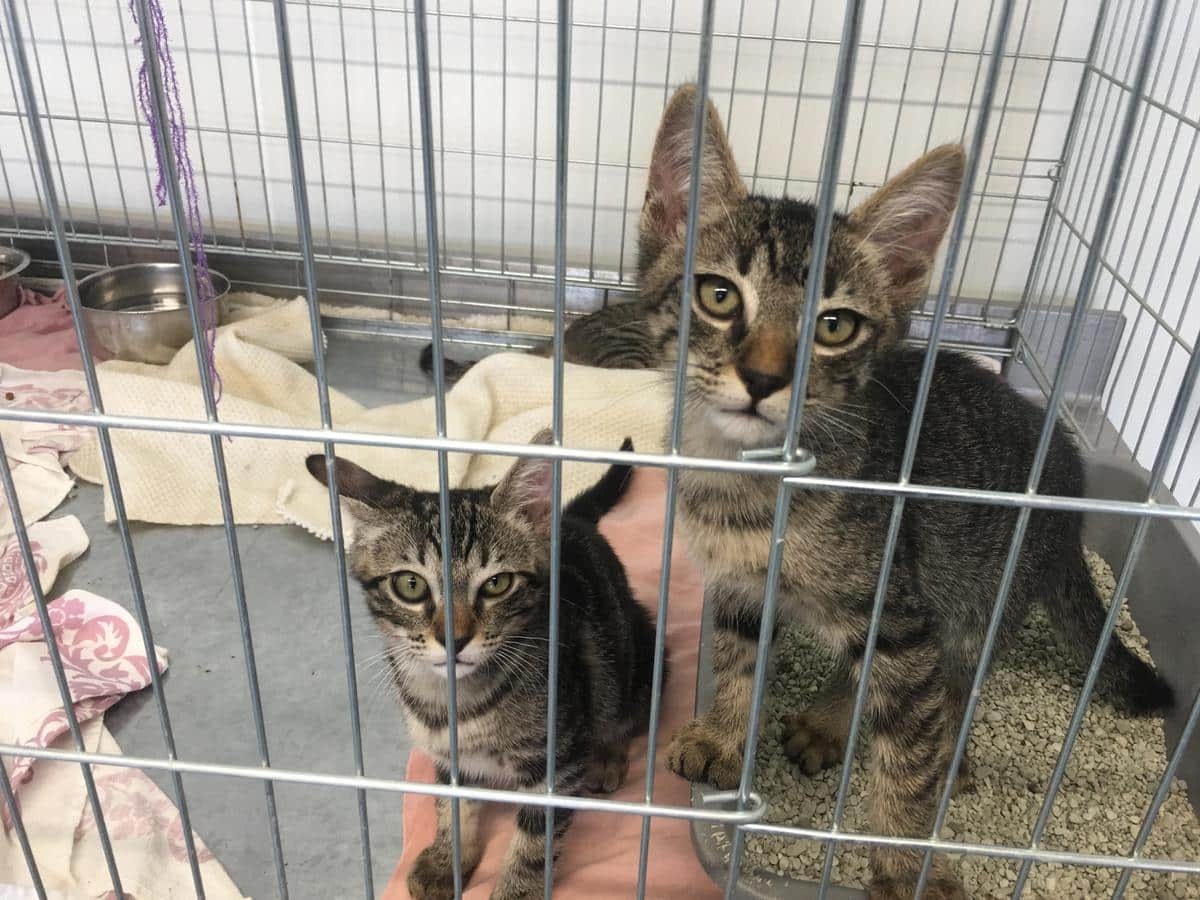 conseiller en animalerie