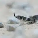 black and white snake on brown rock