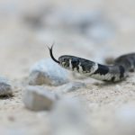 black and white snake on brown rock