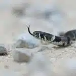 black and white snake on brown rock