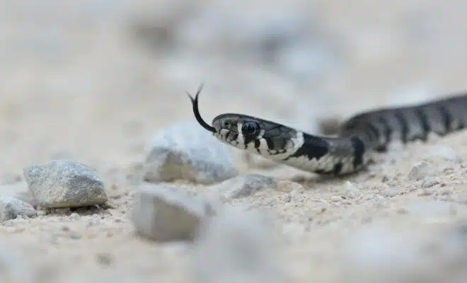 black and white snake on brown rock