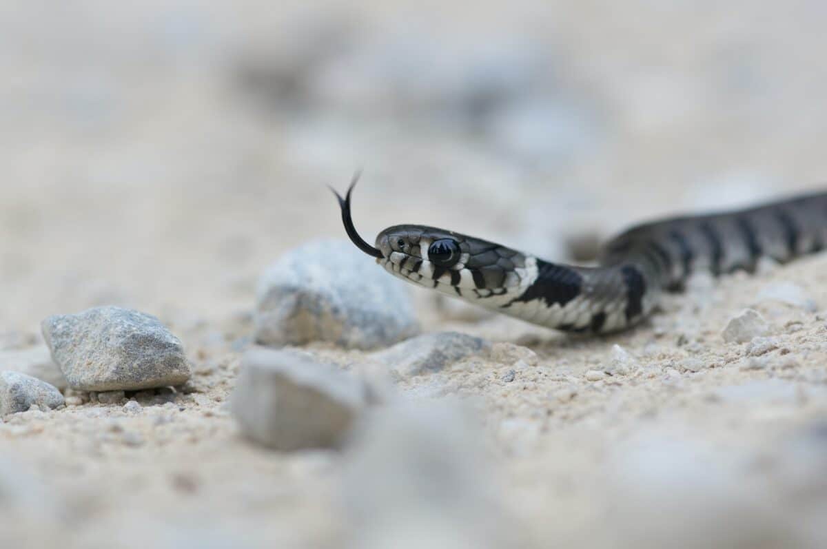 black and white snake on brown rock