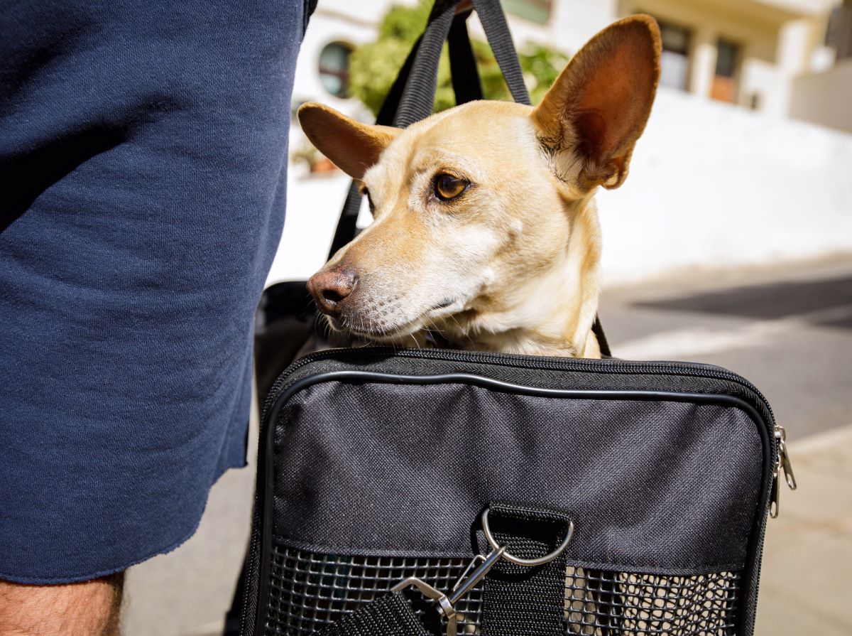 sac à dos pour chien 