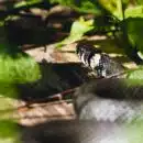 black and white snake on brown tree branch