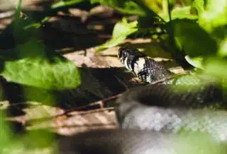 black and white snake on brown tree branch