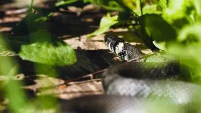 black and white snake on brown tree branch