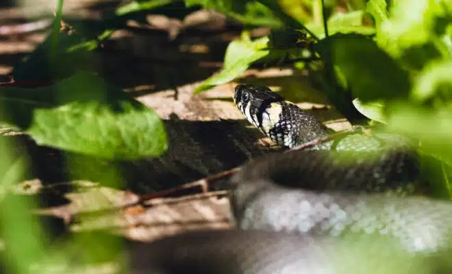 black and white snake on brown tree branch